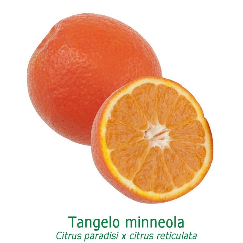 TANGELO MINNEOLA / Citrus deliciosa et citrus paradis