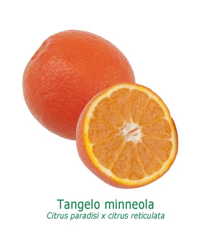 TANGELO MINNEOLA / Citrus deliciosa et citrus paradis