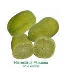 CITRONNIER PAPUANA / Citrus Papuana