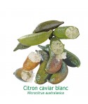 CITRON CAVIAR à Fruit Blanc / Microcitrus