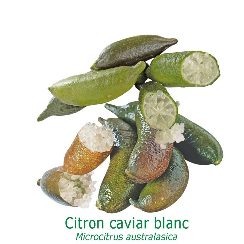CITRON CAVIAR à Fruit Blanc / Microcitrus