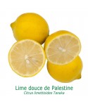 LIME de Palestine