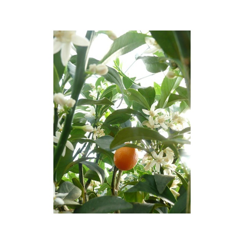 KUMQUAT OVALE / Fortunella japonica 