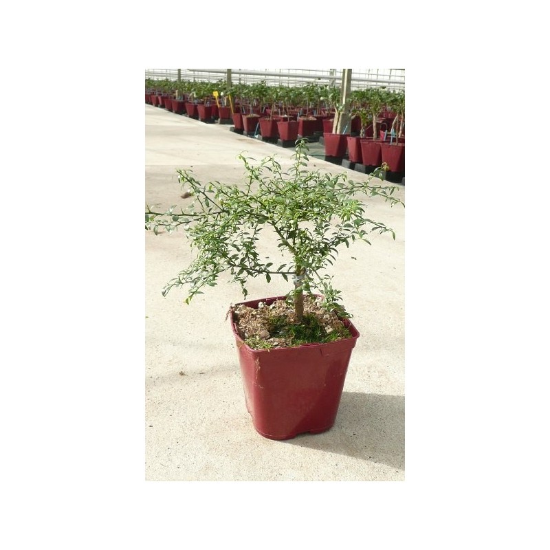 CITRON CAVIAR a fruit jaune - Taille XS Taille 30/40 cm Contenant de 3L Issu de l'Agriculture Biologique