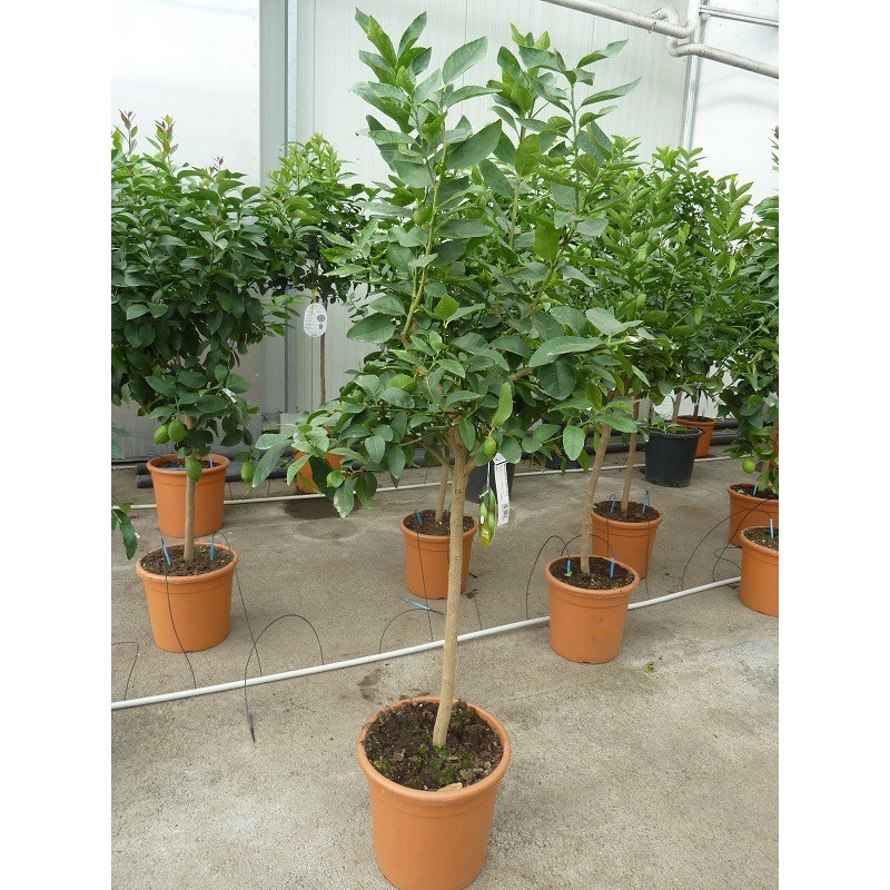 LIME TAHITI ou CITRON VERT / Citrus latifolia 
