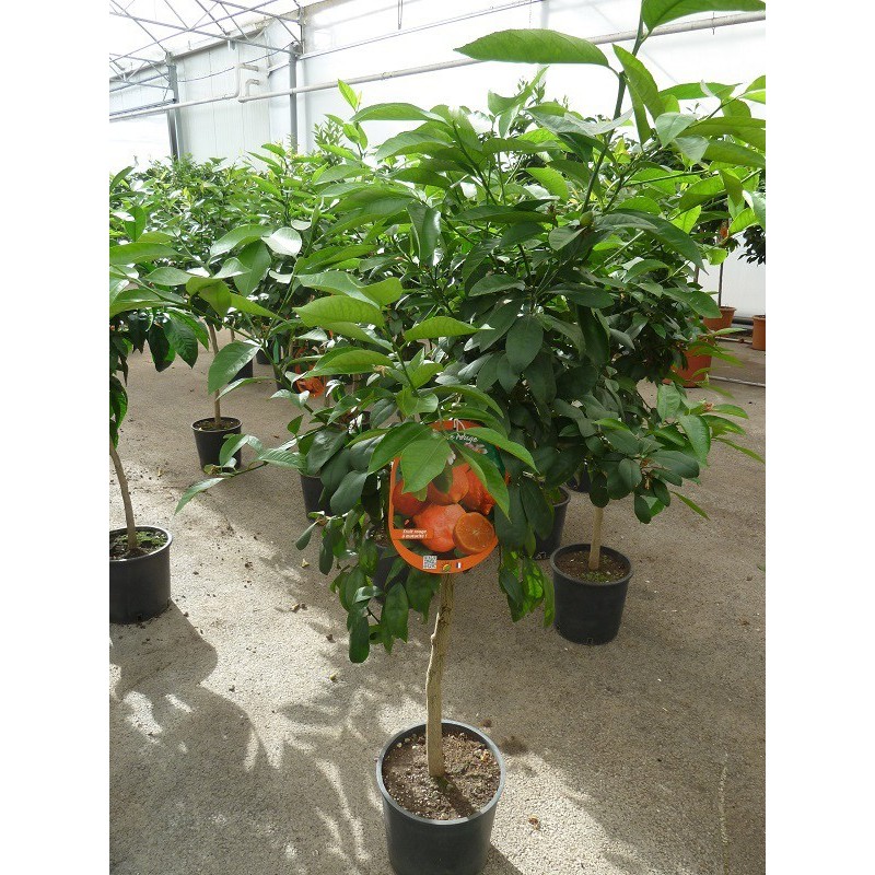 LIME ROUGE RANG PUR / Citrus limonia 'Osbeck'