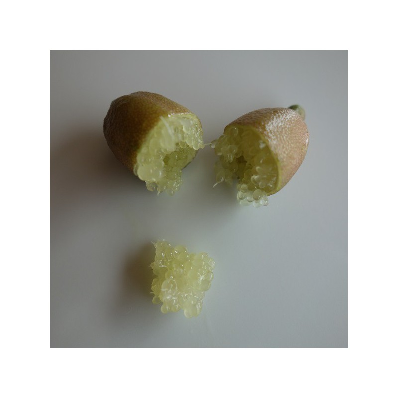 CITRON CAVIAR a fruit jaune / Microcitrus 