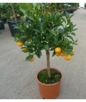 CALAMONDIN / Citrus Madurensis