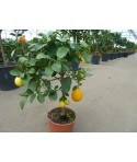 CITRONNIER MEYER / Citrus meyeri