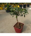 KUMQUAT DE HONG KONG / Citrus japonica hindsii en pot