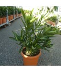 LAURIER ROSE / Nerium oleander