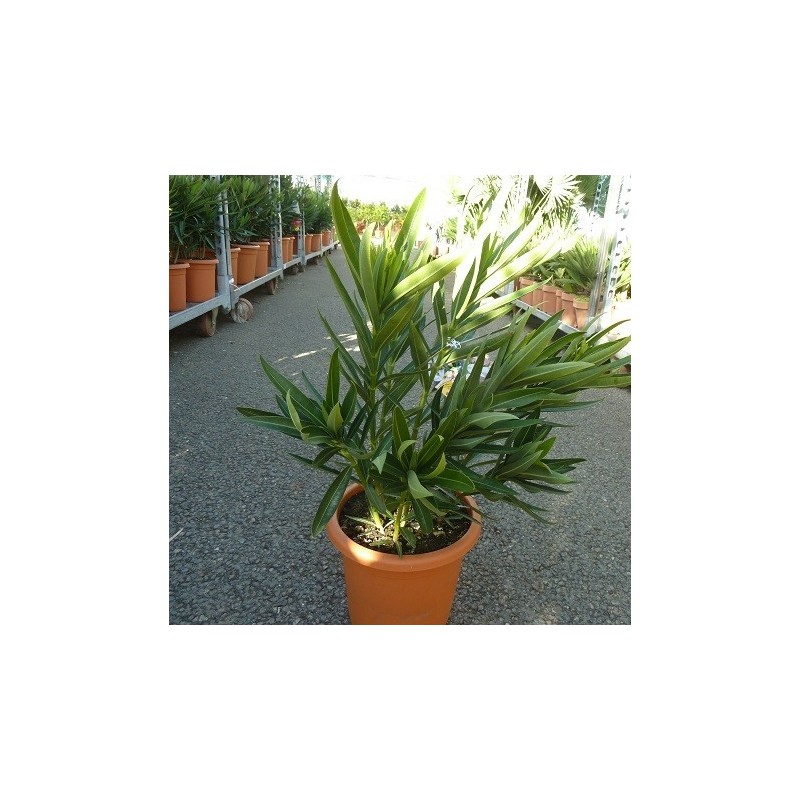 LAURIER ROSE / Nerium oleander