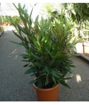 LAURIER ROSE / Nerium oleander
