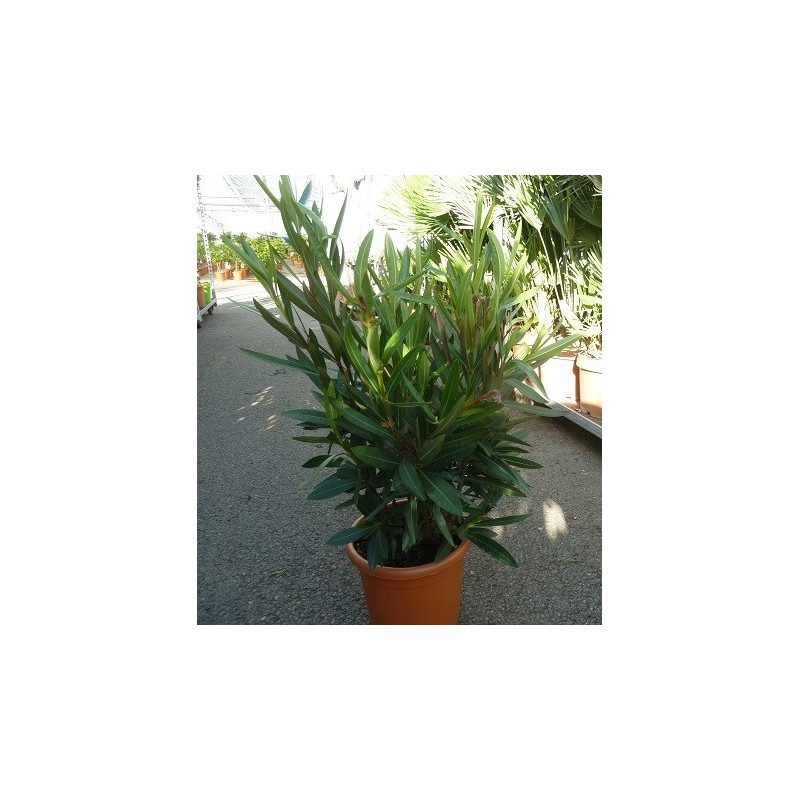 LAURIER ROSE / Nerium oleander