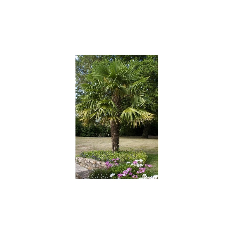 Palmier de Chine | Trachycarpus fortunei | Mon Orangerie