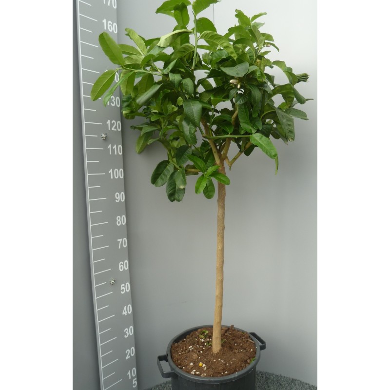 Cédrat Main de Boudha Taille 3XL
Plante (hors pot) 100/140cm
Contenant 30L