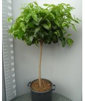 BERGAMOTE
Plante 120-130 cm
Contenant 30L