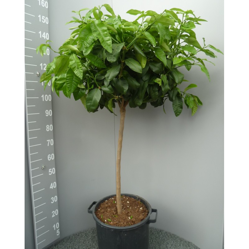 BERGAMOTE
Plante 120-130 cm
Contenant 30L