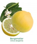 BERGAMOTIER  / Citrus bergamia