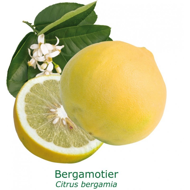 BERGAMOTIER / Citrus bergamia