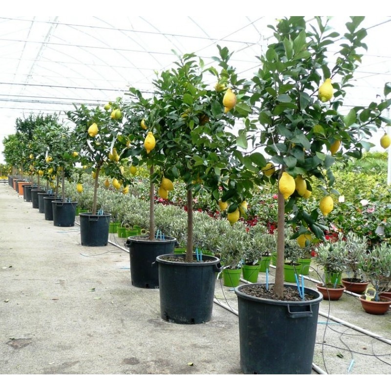 Citronnier des 4 saisons | Mon Orangerie