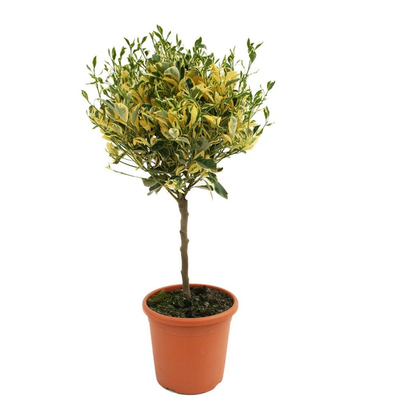 Calamondin panaché | Mon Orangerie