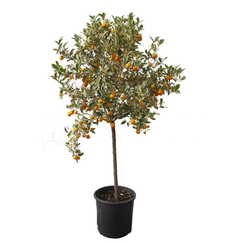 CALAMONDIN PANACHE / Citrus Madurensis 'Variegata'