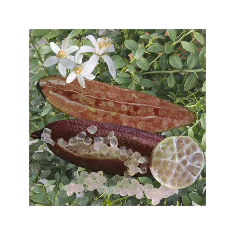 Citronnier caviar rose | Mon Orangerie