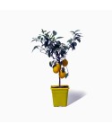 Citronnier Meyer plante en pot