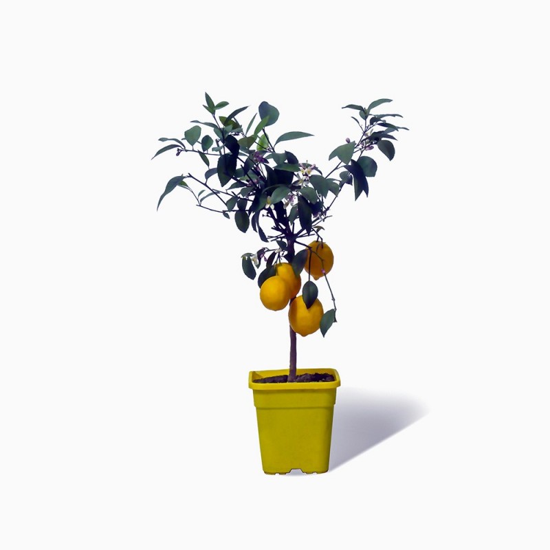 Citronnier Meyer plante en pot