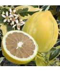 citronnier panaché