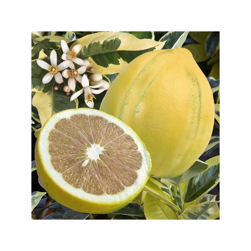 citronnier panaché