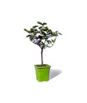 LIME TAHITI ou CITRON VERT / Citrus latifolia  plante en pot