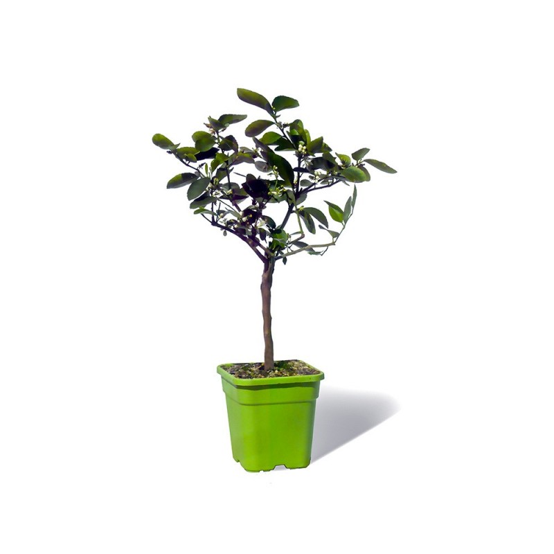 LIME TAHITI ou CITRON VERT / Citrus latifolia  plante en pot