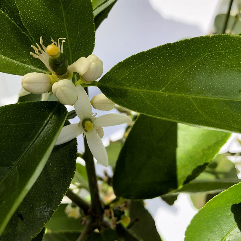 LIME TAHITI ou CITRON VERT / Citrus latifolia  fleurs
