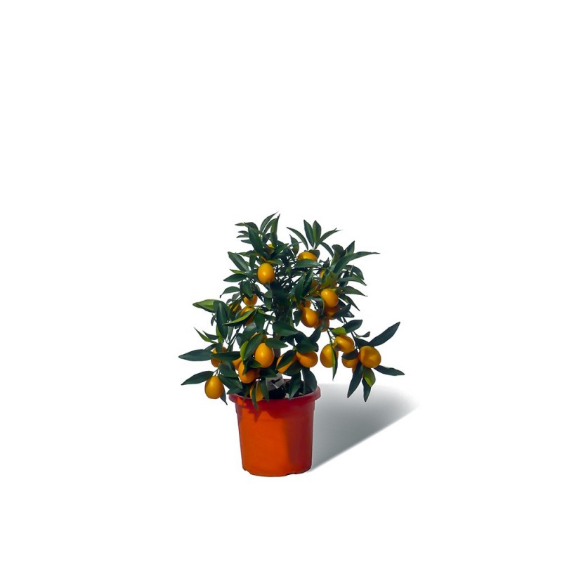 KUMQUAT OVALE / Fortunella japonica