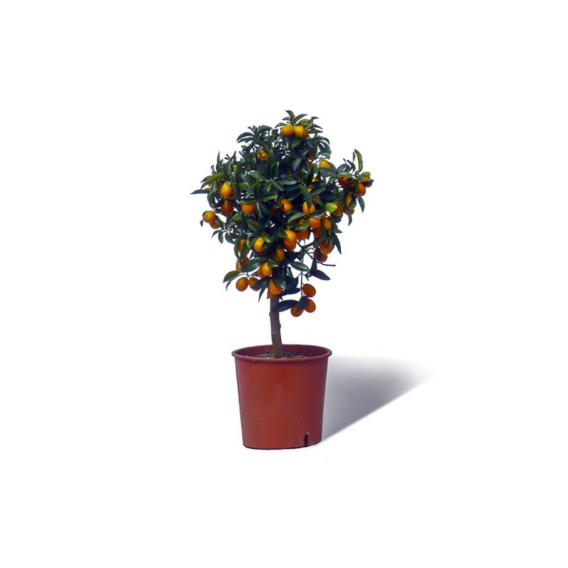 KUMQUAT OVALE / Fortunella japonica