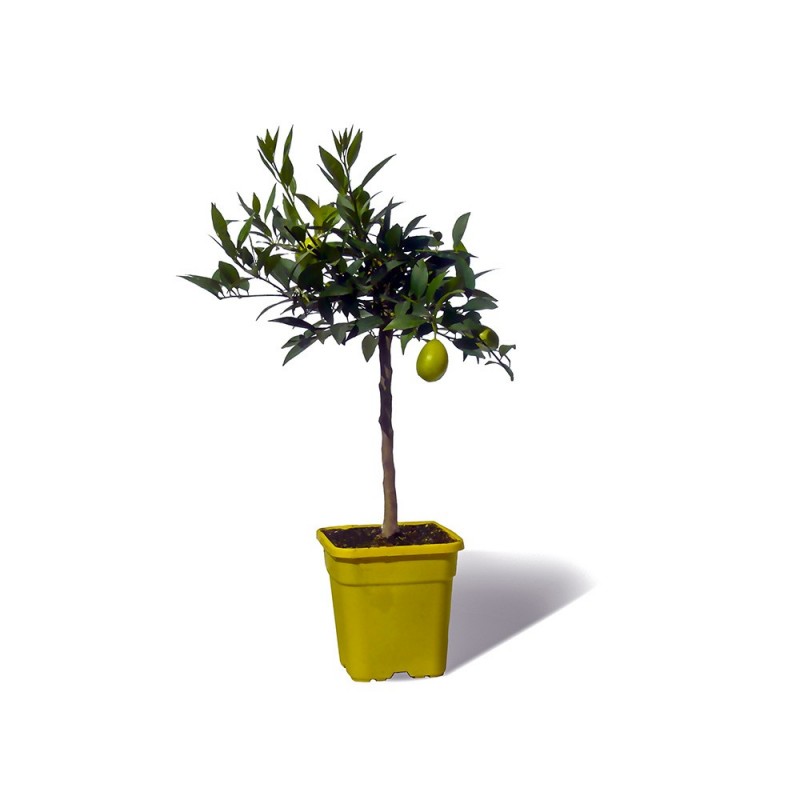 LIMEQUAT / Citrus aurantifolia x Fortunella