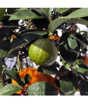 LIME ROUGE RANG PUR  / Citrus limonia 'Osbeck'