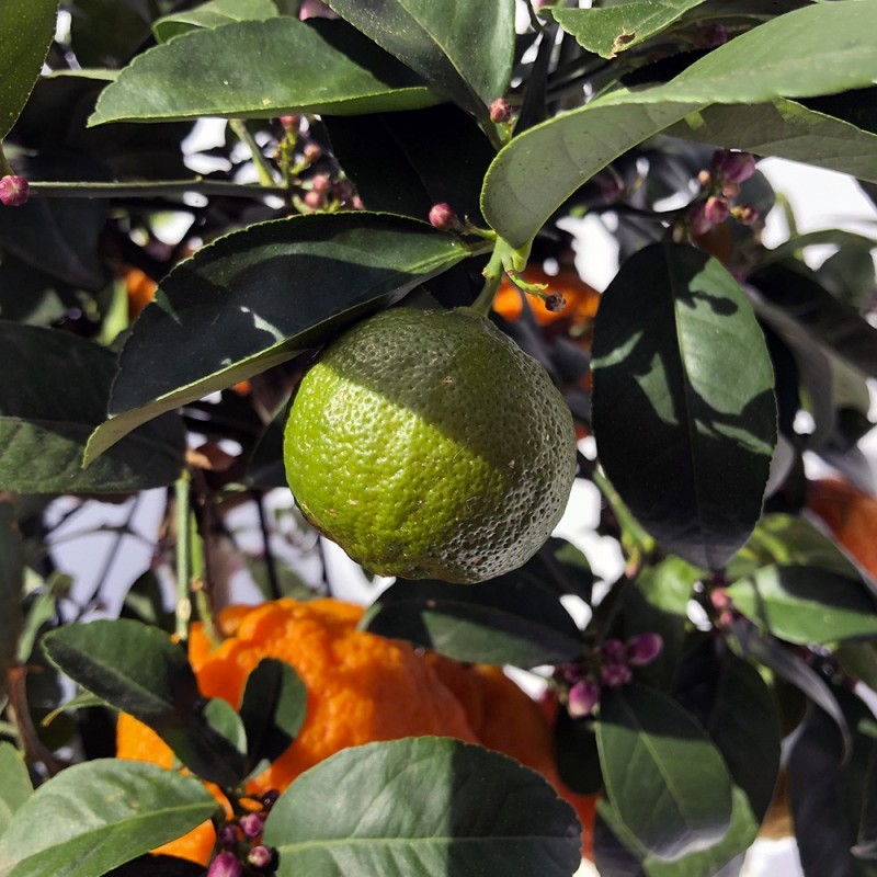 LIME ROUGE RANG PUR / Citrus limonia 'Osbeck'