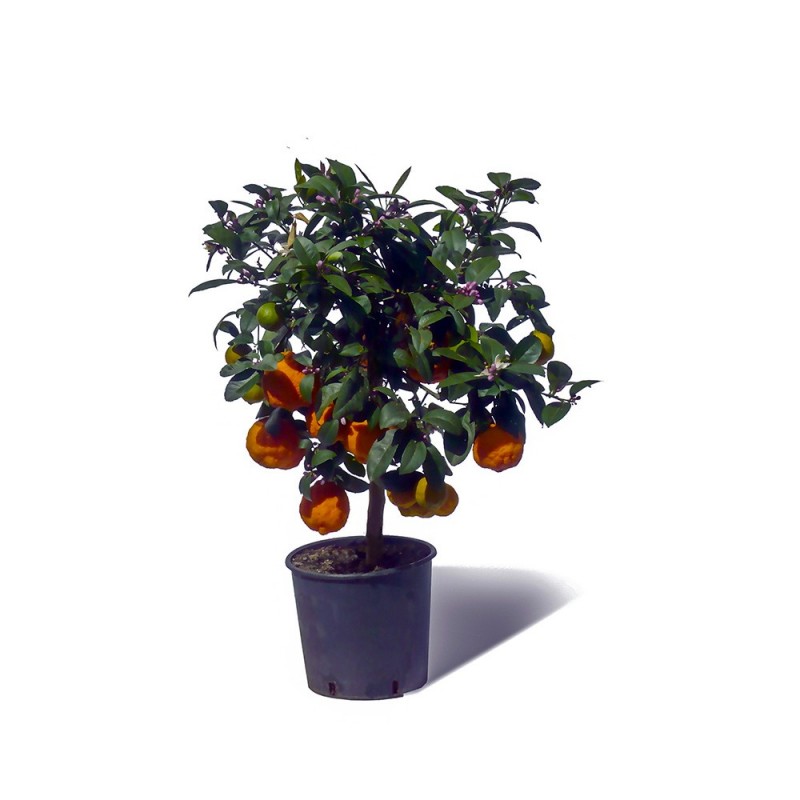 LIME ROUGE RANG PUR / Citrus limonia 'Osbeck'