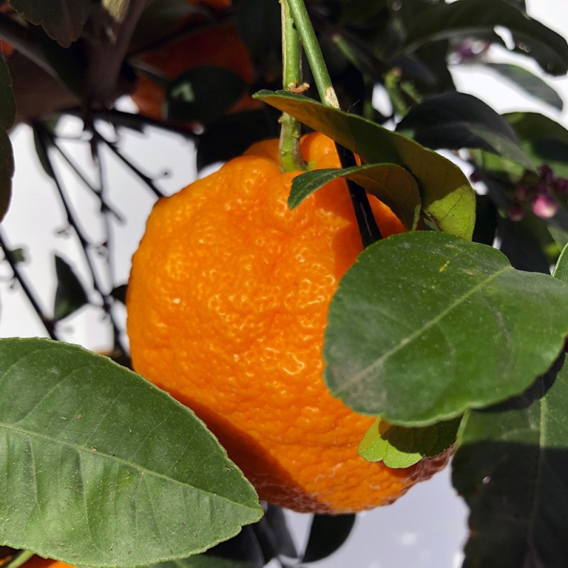 LIME ROUGE RANG PUR / Citrus limonia 'Osbeck'