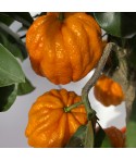 ORANGER BIZARIA / Citrus aurantium striata