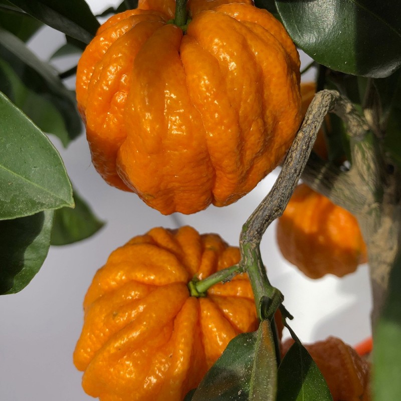 ORANGER BIZARIA / Citrus aurantium striata