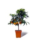 ORANGER BIZARIA / Citrus aurantium striata