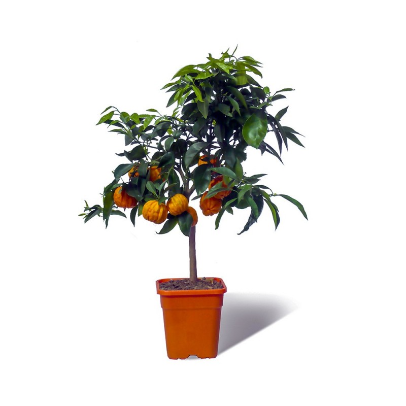 ORANGER BIZARIA / Citrus aurantium striata