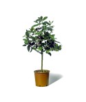 LIME TAHITI ou CITRON VERT / Citrus latifolia  plante en pot