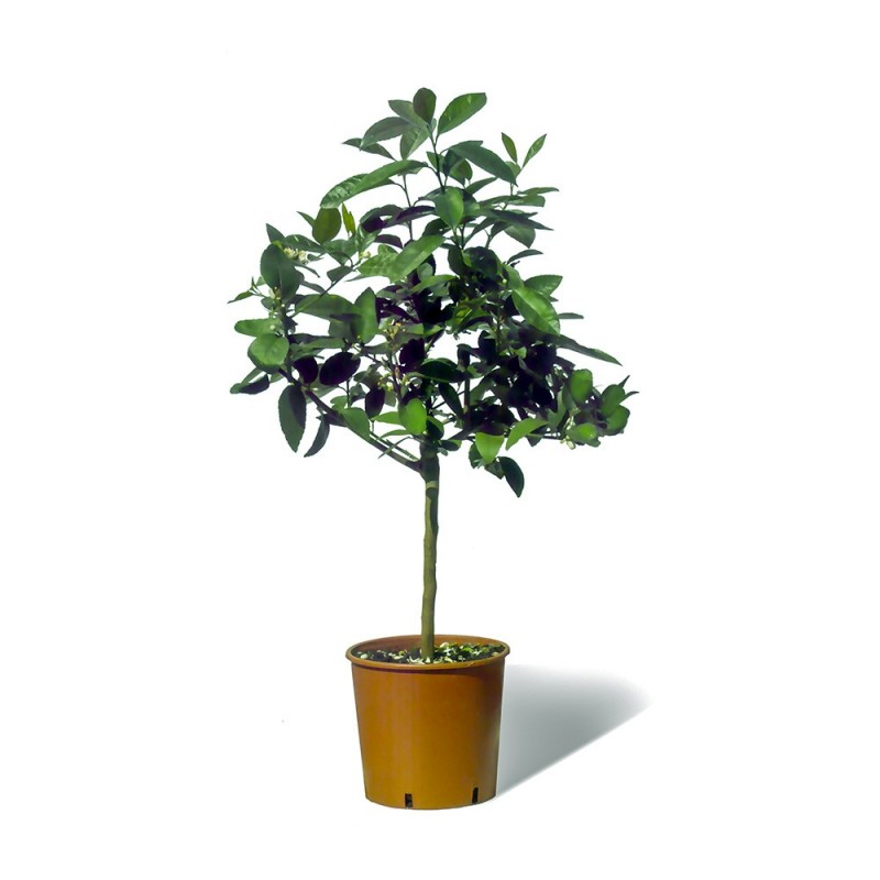 LIME TAHITI ou CITRON VERT / Citrus latifolia  plante en pot