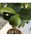 LIME TAHITI ou CITRON VERT / Citrus latifolia  plante en pot