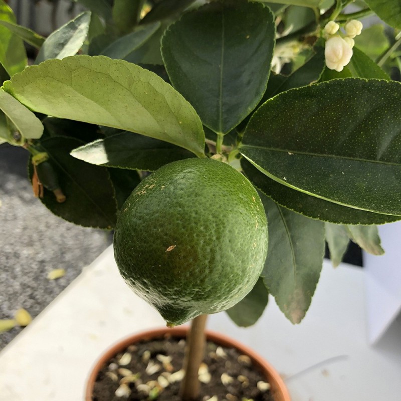 LIME TAHITI ou CITRON VERT / Citrus latifolia  plante en pot